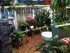 Baño auf Macadamia-Nuss Finca