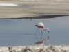 Salar de San Pedro