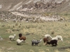 Lamas am Wegesrand
