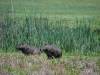 Capivara (Wasserschweine)