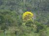 gelbe Tupfer im Urwald