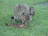 auf der Farm lebender Gepard