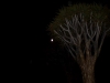 Quiver Tree
