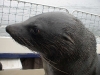 Bootsfahrt in Walvis Bay zu den Robbenbänken